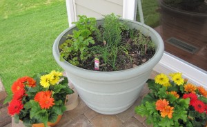 Spring is Here…Time to Think About Planting My Herb Garden in a Pot